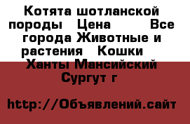 Котята шотланской породы › Цена ­ 40 - Все города Животные и растения » Кошки   . Ханты-Мансийский,Сургут г.